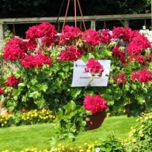 Pelargonija Grandeur Ivy Velvet