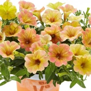 Petūnija BEAUTICAL Sunset Orange