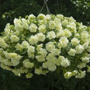 Petūnija Tumbelina Susanna