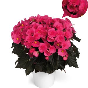 Begonija Adonia Pink