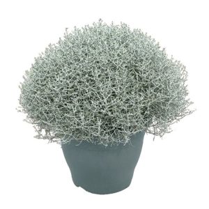 Brauna kalocefāle Silver Bush