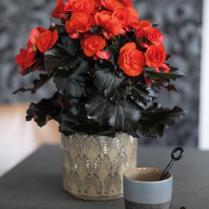 Begonija Mocca Orange