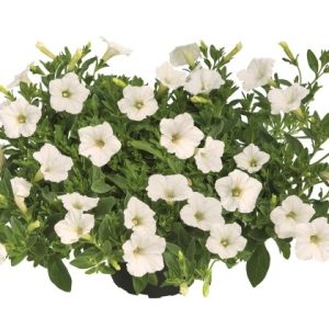Petūnija MINI VISTA White
