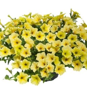 Petūnija MINI VISTA Yellow