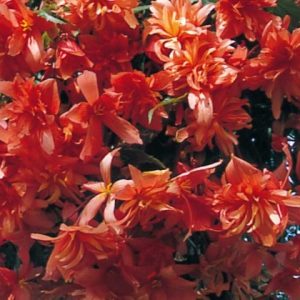 Begonija Pendula Rosa