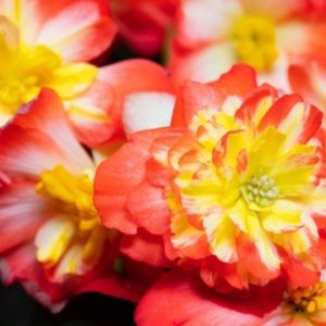 Begonija Poppy Orange