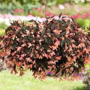 Bolīvijas begonija Bellavista Dark Leaf Salmon