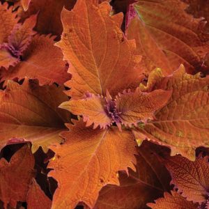 Skaistnātre COLEUS Wicked Hot