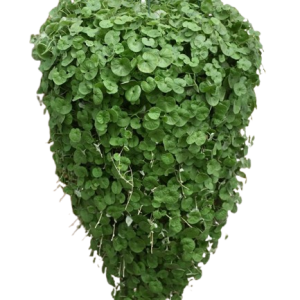 Dihondra  Emerald Falls