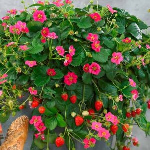 Zemene ananassa Toscana