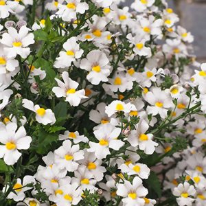 Nemēzija Lyric White