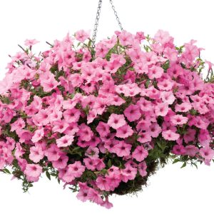 Petūnija VISTA Bubblegum