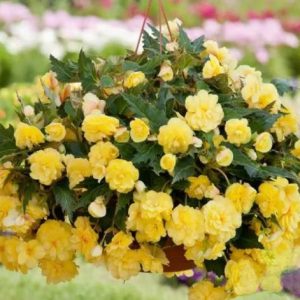 Begonija tuberhybrida Belina Yellow