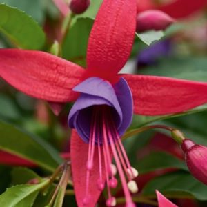 Fuksija (nokarena) Summer Island Rose-Purple