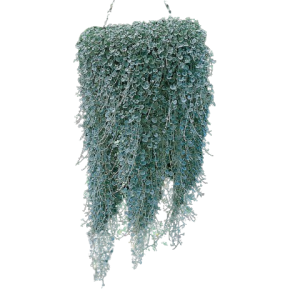 Dihondra  Silver Falls