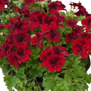 Lielziedu pelargonija Candy Flowers Dark Red