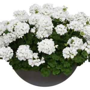 Pelargonija Summer Lovers White