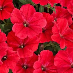 Petūnija VISTA Strawberry