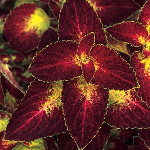 Skaistnātre COLEUS Dipt in Wine