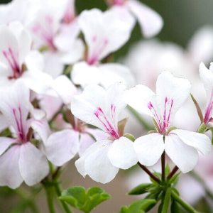 Pelargonium peltatum Happy Face White - Nokarenā pelargonija