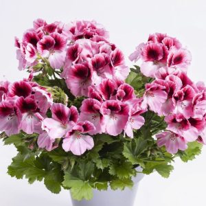 Pelargonium grandiflorum Aristo Romance - Lielziedu pelargonija