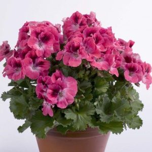 Pelargonium grandiflorum Aristo Salmon - Lielziedu pelargonija