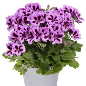Pelargonium grandiflorum Aristo Lilac Purple - Lielziedu pelargonija